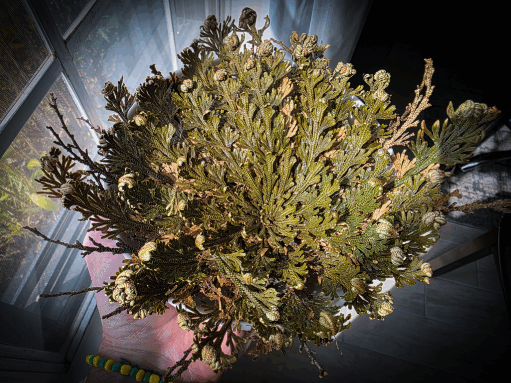 Rose of Jericho